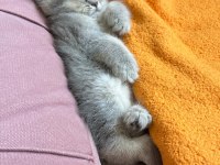 3 tane dişi 2 aylik british shorthair yavru kedimiz