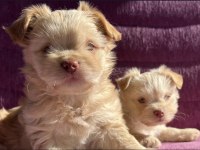Terrier yavrularımız sahiplendirilecekler