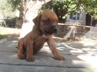 Erkek Boxer anne altından teslime hazır