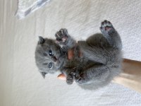 British shorthair oyuncu bebekler