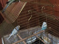 Maviler çift jumbo muhabbet kuşu