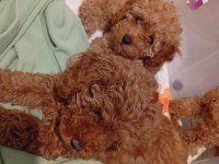 Toy Poodle ( Irk Garantili Bebeklerimiz )