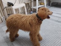 Sevecen güzel köpeğimiz