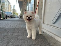 Kar Beyaz Lekesiz Pomeranian Boo