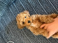 Minyatür poodle 2,5 aylık safkan