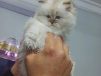 Tatlılar geldi british longhair