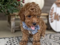 Toy Poodle Köpeği