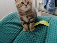 Golden tabby scottish fold ayı surat