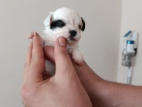 Anne altında A kalite chihuahua yavrular