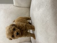 En miniğinden Maltipoo 