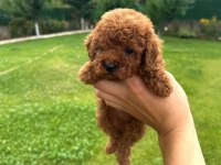 Toy Poodle Irk Garantili Köpekler