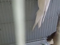 Erkek Albino Sultan Papağanı