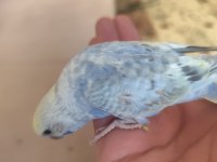 Yeni yeme düşen bebek muhabbet kuşu yavrular