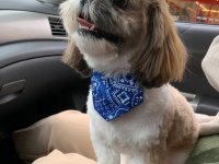 SAFKAN SHIH-TZU (ŞİTSU) KÖPEKLER