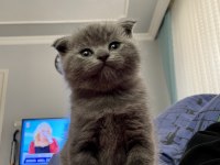 60 günlük scottish fold