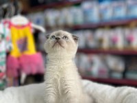 Scottish Fold 2 Aylık