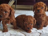 Kore Toy Poodle Yavruları