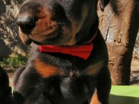 A şecereli anne ve babadan üst düzeyde kaliteli dobermanlar