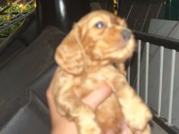 1.5 AYLIK COCKER YAVRULAR