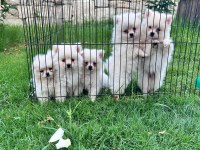 A kalite pomeranian boo