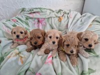 Maltipoo Yavru Köpekler