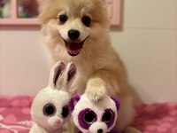 Köpeğimiz Kuki İçin Ömürlük Yuvasını Arıyoruz