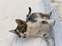 2 AYLIK KEDİLERİMİ SAHİPLENDİRMEK İSTİYORUM