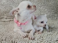 Şivava Türkiye Şampiyonu Babanın Yavruları Chihuahua