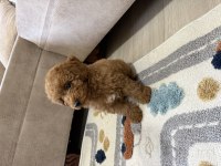 Toy poodle köpeklerimiz