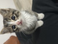 Minik Oyuncu Kedimizi Sahiplendiriyoruz