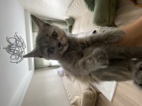 2 aylık british shorthair dişi yavrumuz