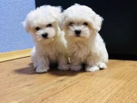 Kore Maltese 1 Dişi ve 5 Erkek