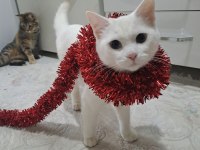 KEDİMİZ MUFFİNİMİZE KALICI YUVA ARIYORUZ