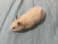 Acil hamster ilan çok ucuza vereceğim