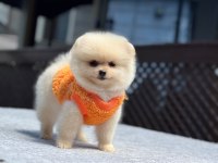 Teacüp Pomeranian Boo Yavrumuz