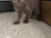Çikolata özel renk çok özel yavru kediler