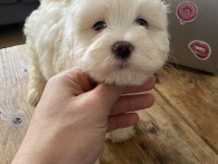 Mini boy show kalitede safkan maltese terrier