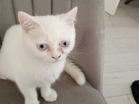 British Shorthair Kedisi
