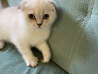 26 nisan doğumlu, safkan dişi scottish fold yavrumuz
