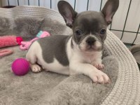 Nadir lilac pied aşılı ped eğitimli french bulldog kızımız