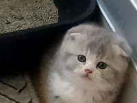 Scottish Fawn Tortie Bicolor Fold