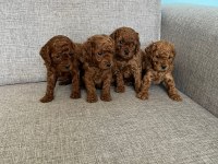 Kendi kızımın poodle bebekleri