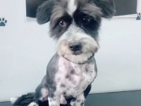Terrier siyah beyaz