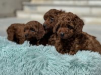 Petmode köpek çiftliğinde ziyarete açık toy poodle