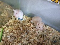 Oyuncu hamster yavruları
