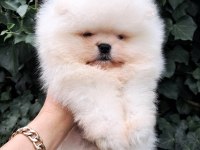 Luvpaw Dan Ayı Surat Pomeranian Boo Yavrular
