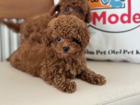 Show kalite tea cup kore poodle yavrularımız