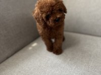 Kore kan toy poodle bebekler