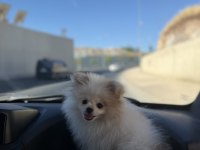 Köpek pomeranian boo