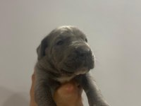 Mükemmel cane corso yavrular